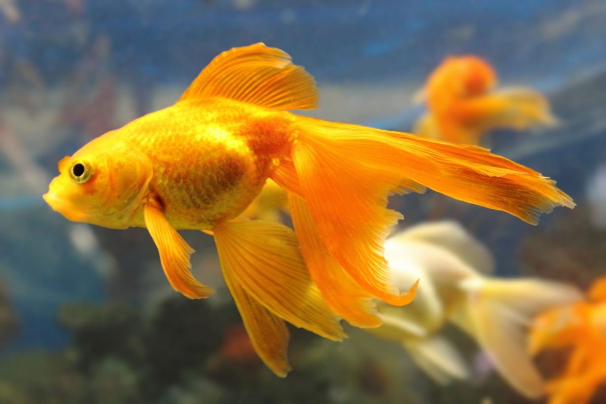 Золотая рыбка: описание, содержание и уход