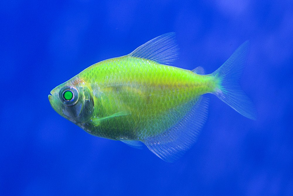 Тернеция: все о популярной аквариумной рыбке