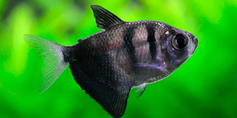 Тернеция: все о популярной аквариумной рыбке