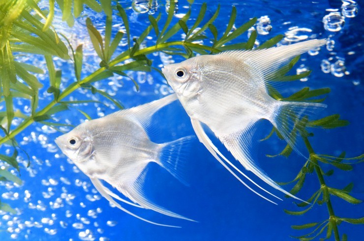Скалярия: уход, содержание и болезни аквариумной рыбки