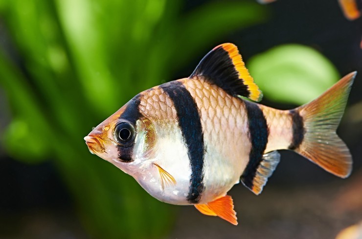 Барбус - это аквариумная рыбка, которая очень популярна среди любителей аквариумистики. Они представляют собой небольших рыбок с яркими окрасками и легким характером.