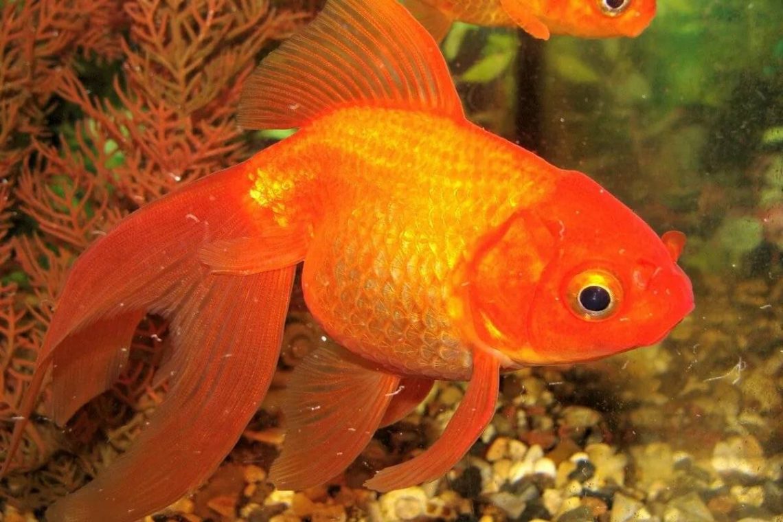 Золотая рыбка: описание, содержание и уход