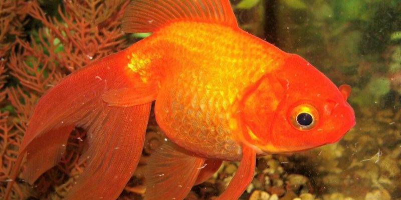Золотая рыбка: особенности содержания и ухода
