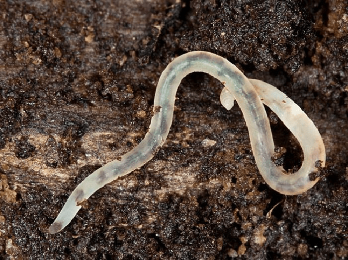 Гриндальский червь (Enchytraeus buchhoizi) - особенности разведения
